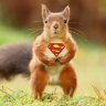 MightySquirrel