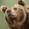 LogiBear