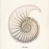 Nautilus